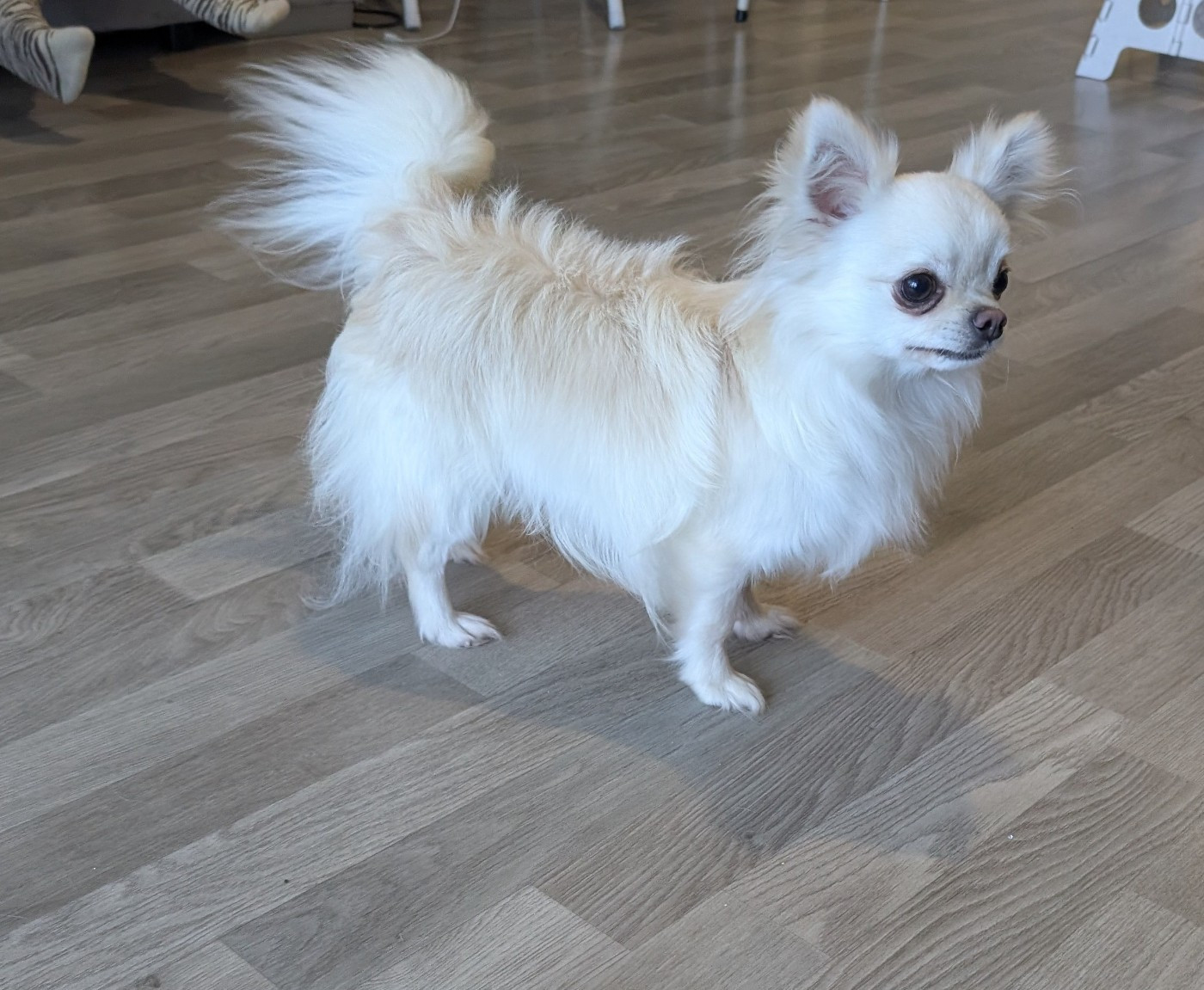 Valou Du Domaine De Montbrieux