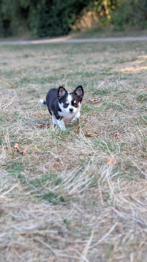 World's Of Monstera Anya