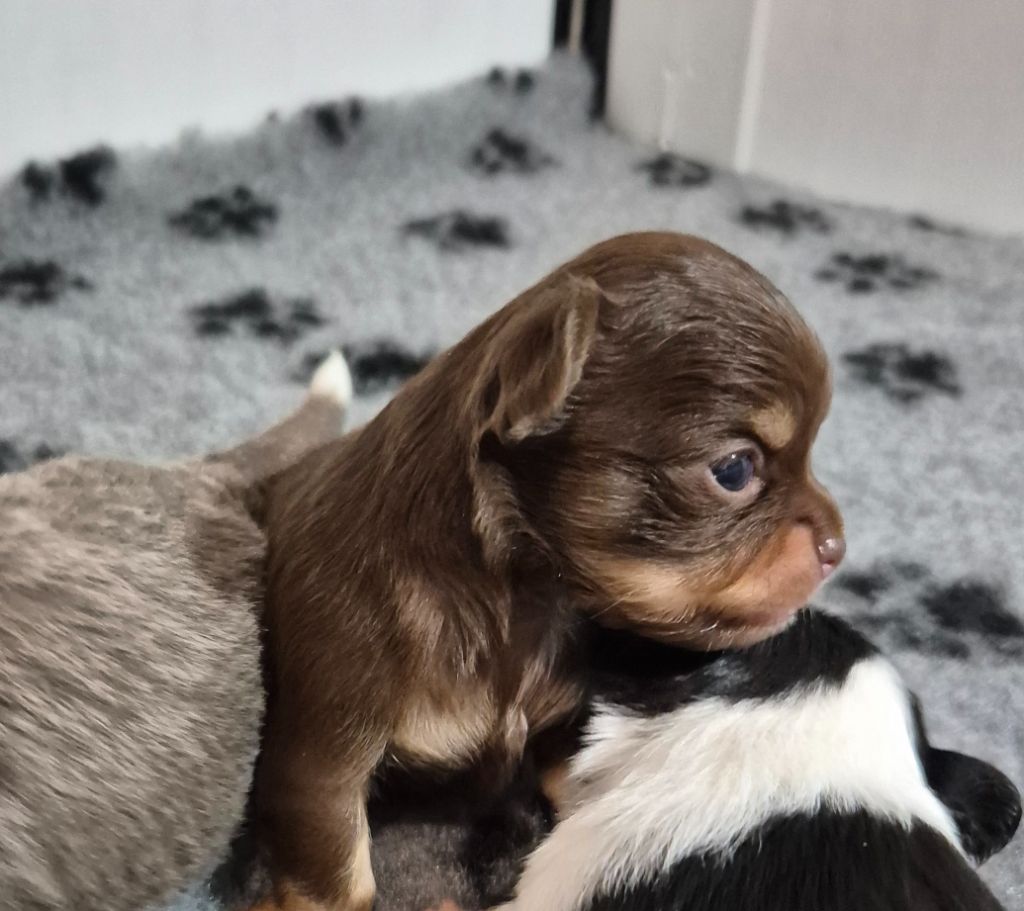 World's Of Monstera - Chiots disponibles - Chihuahua