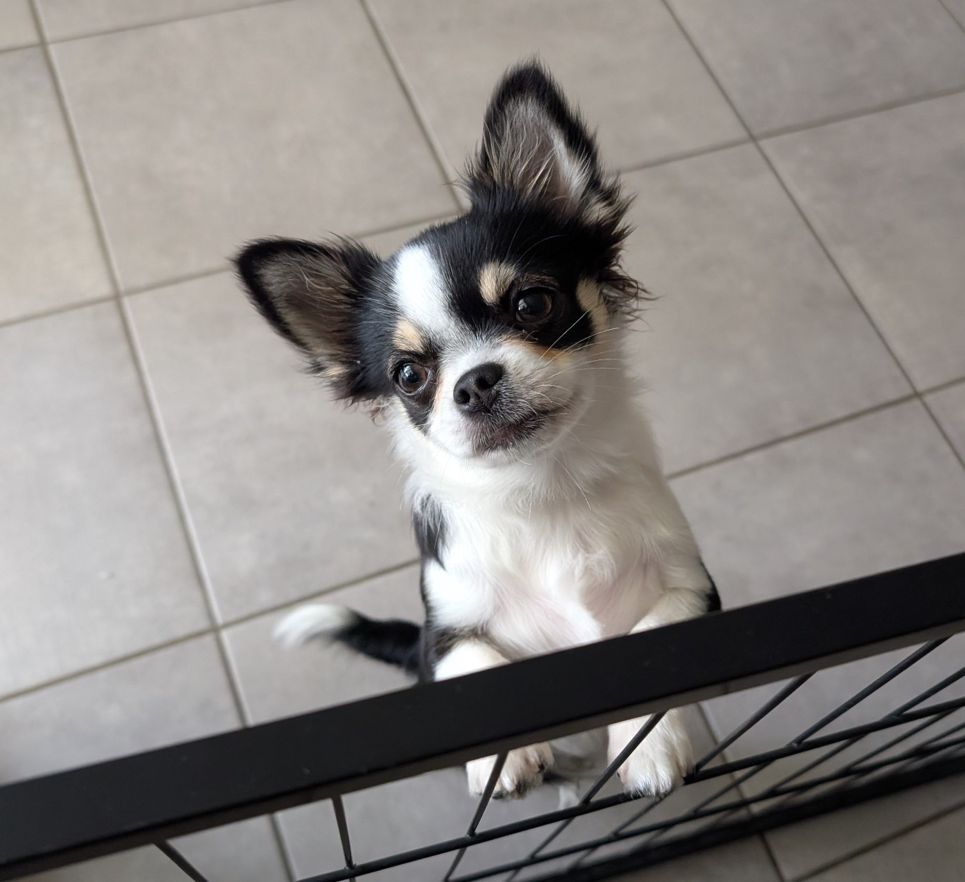 World's Of Monstera - Chiots disponibles - Chihuahua