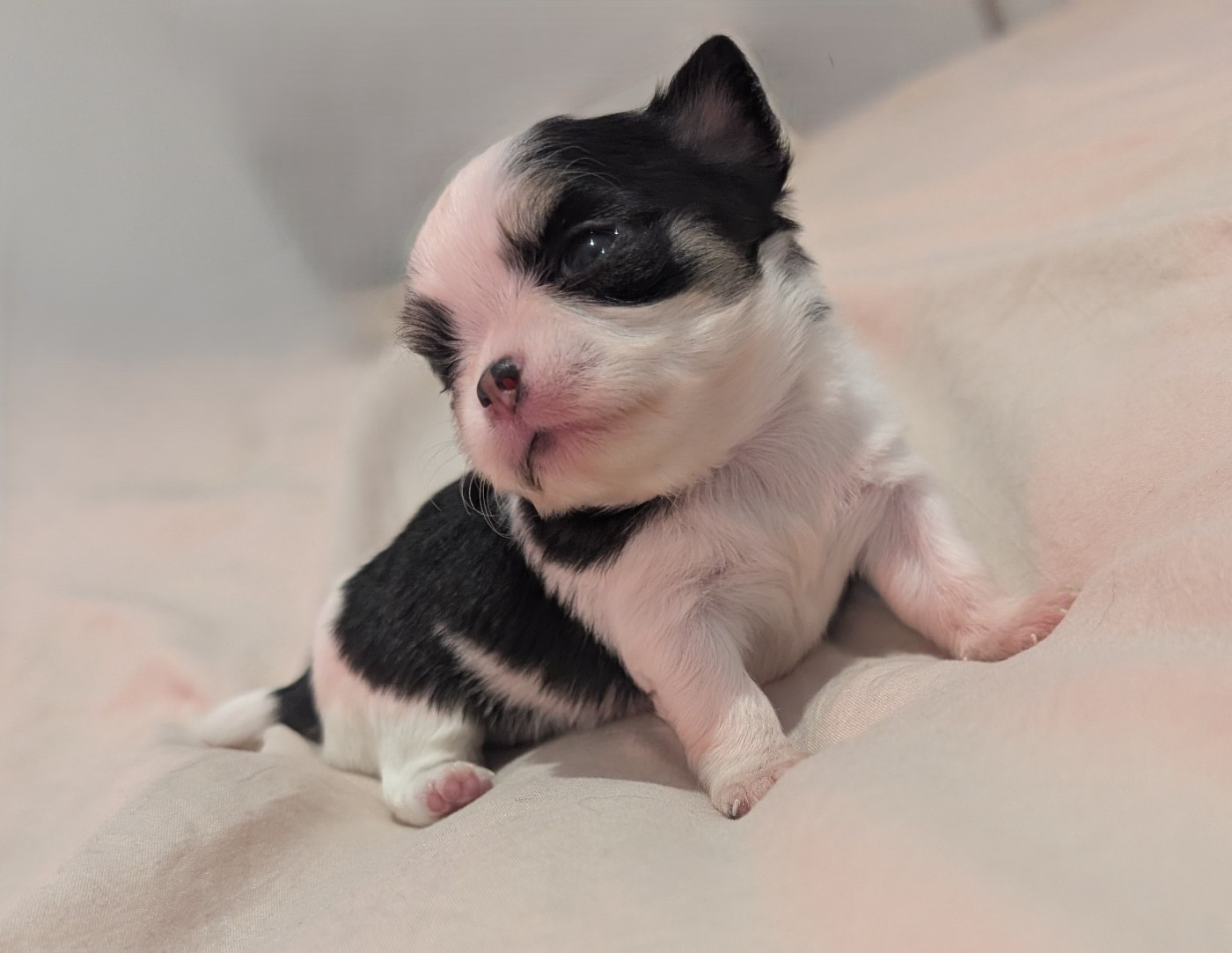 World's Of Monstera - Chiots disponibles - Chihuahua