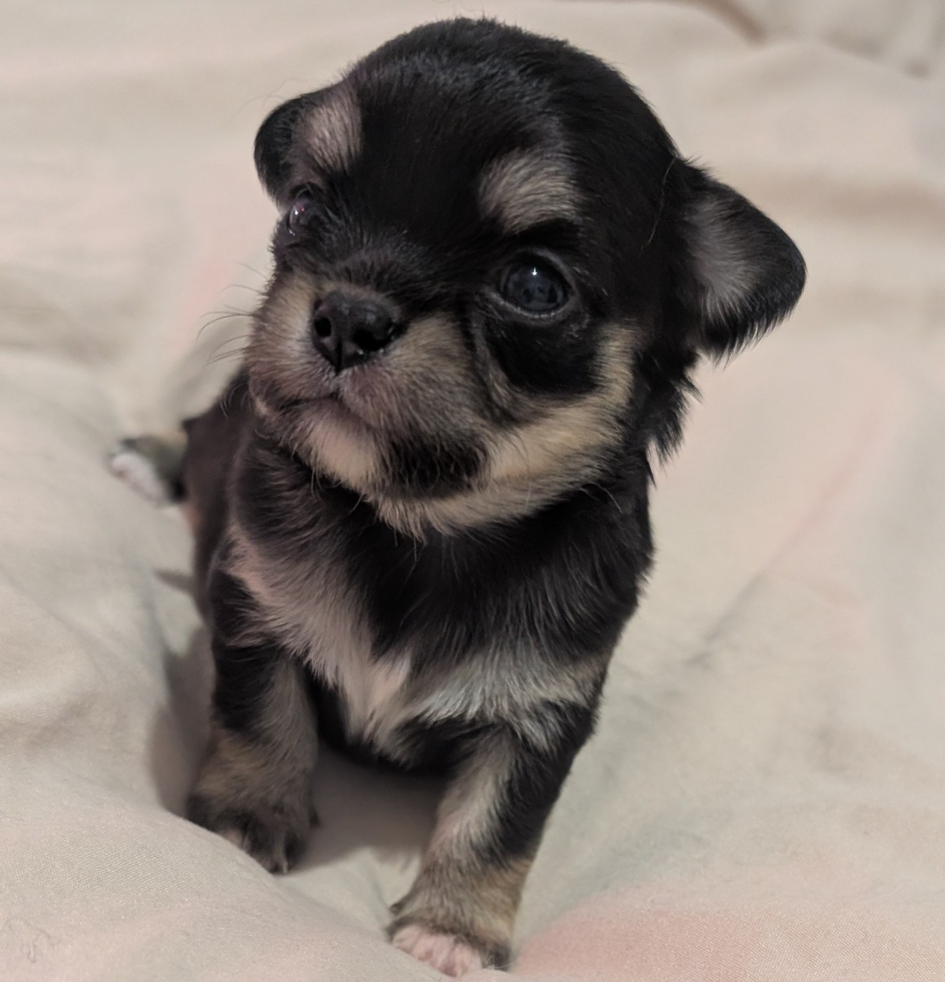 World's Of Monstera - Chiots disponibles - Chihuahua