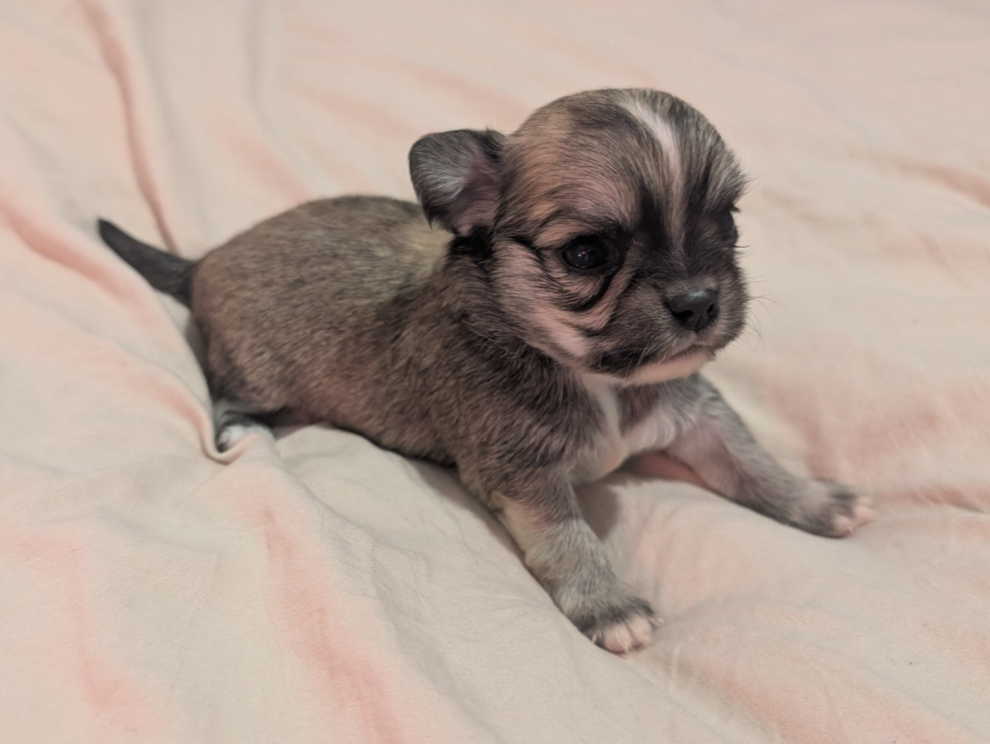 World's Of Monstera - Chiots disponibles - Chihuahua