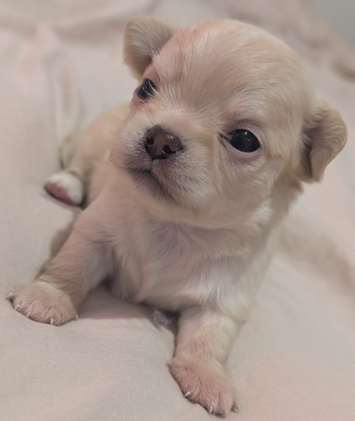 World's Of Monstera - Chiots disponibles - Chihuahua