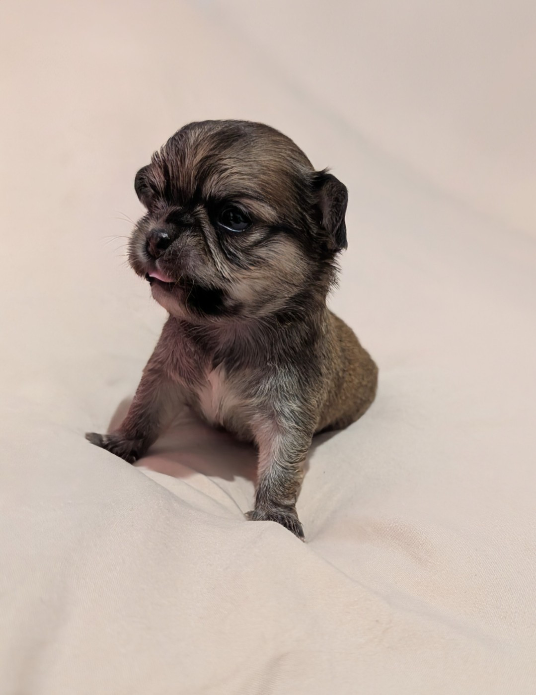 World's Of Monstera - Chiots disponibles - Chihuahua