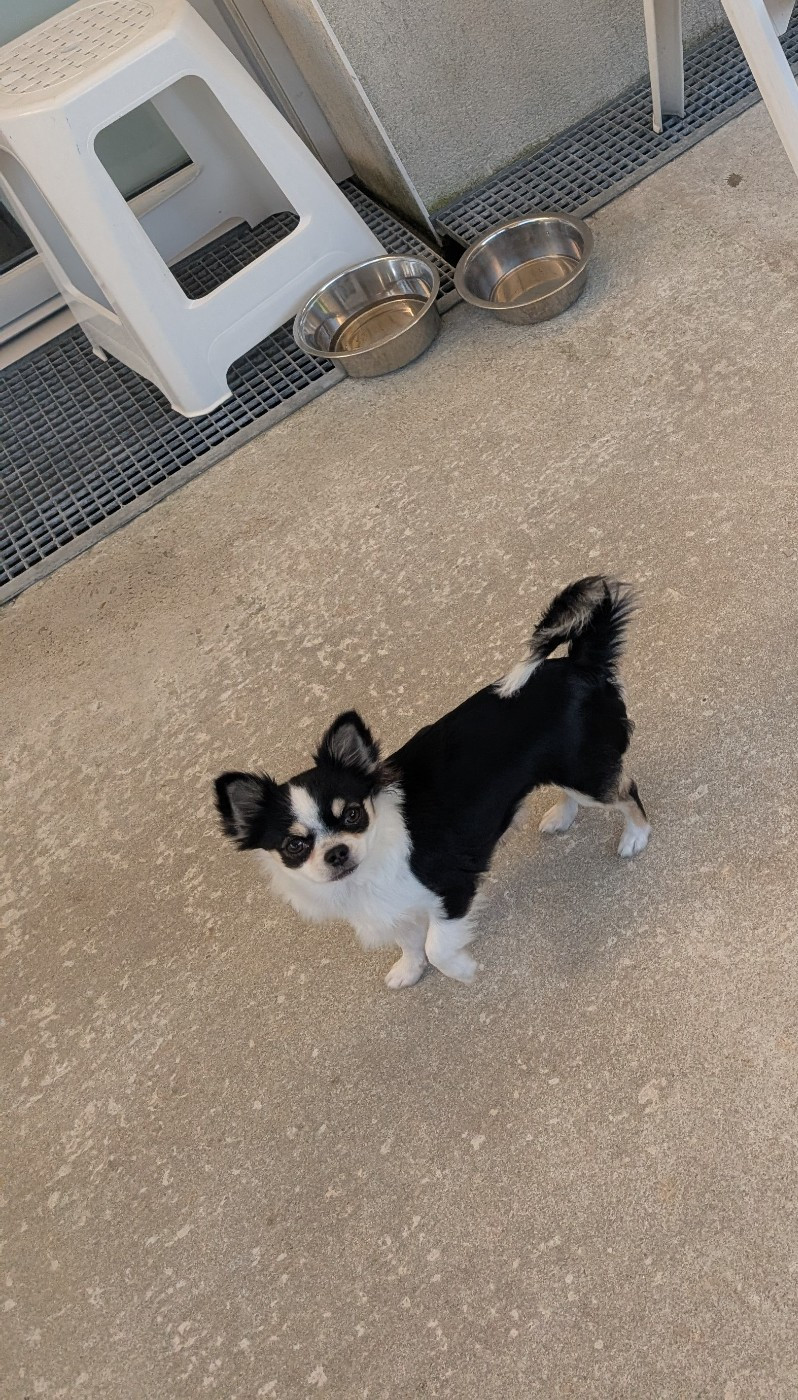 World's Of Monstera - Chiots disponibles - Chihuahua