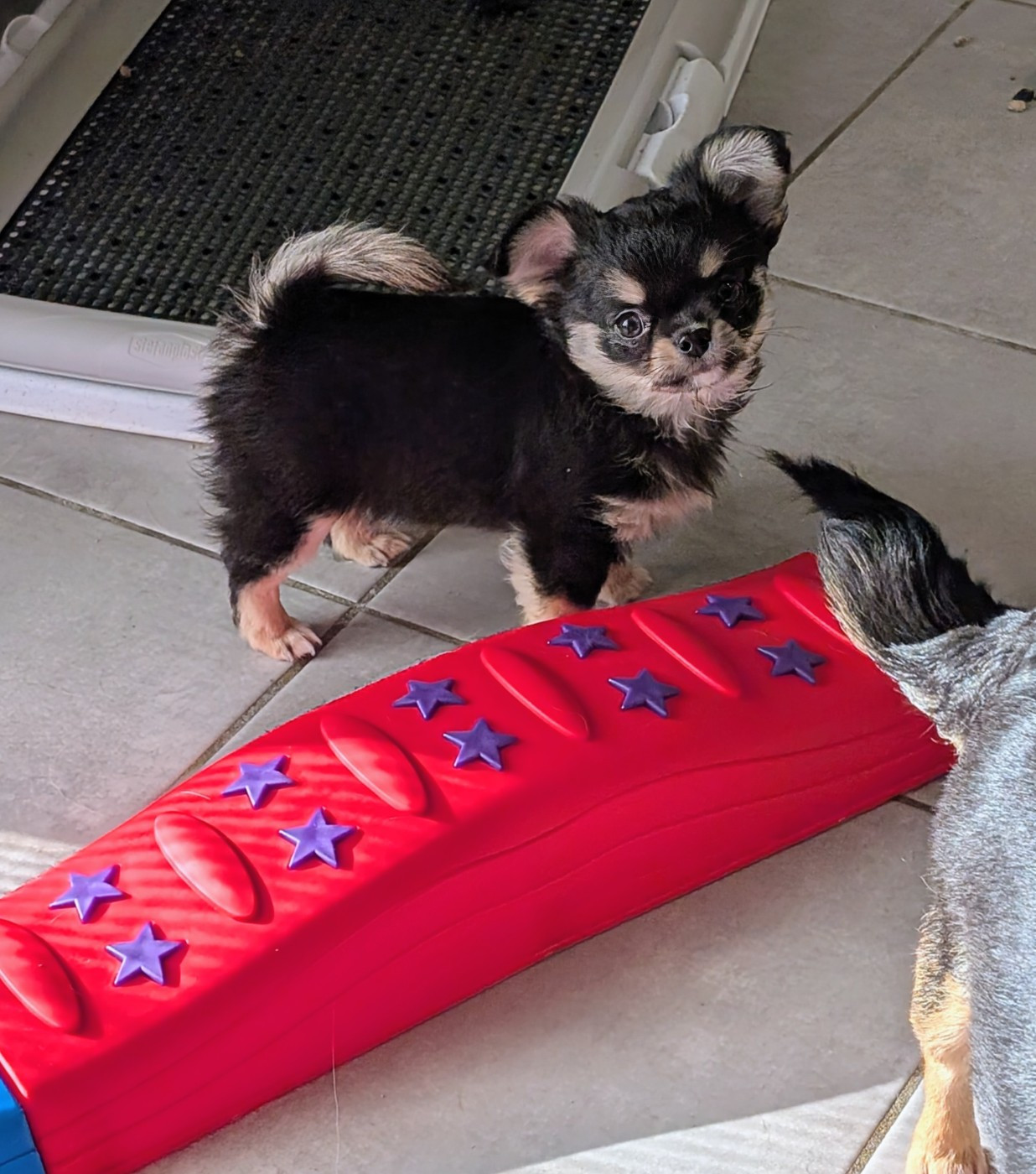 World's Of Monstera - Chiots disponibles - Chihuahua