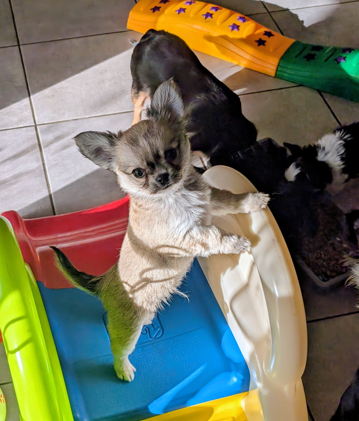 World's Of Monstera - Chiots disponibles - Chihuahua