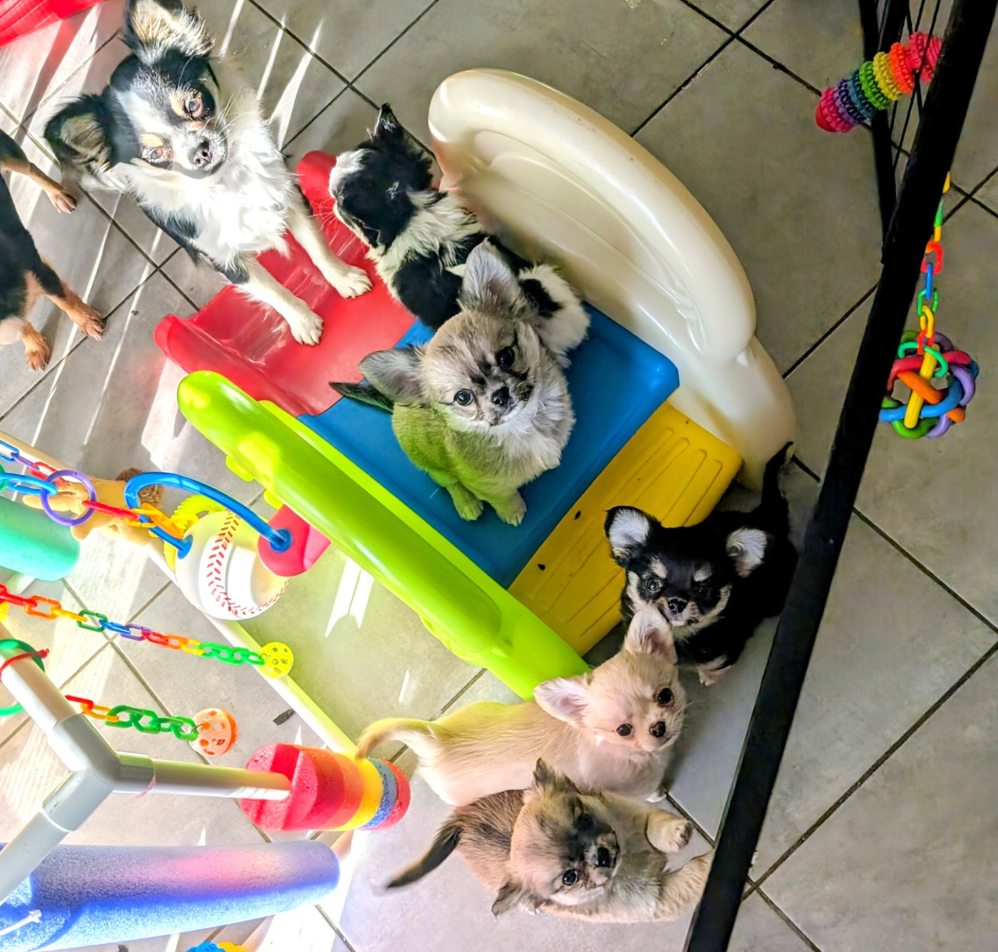 Chiot Chihuahua World's Of Monstera