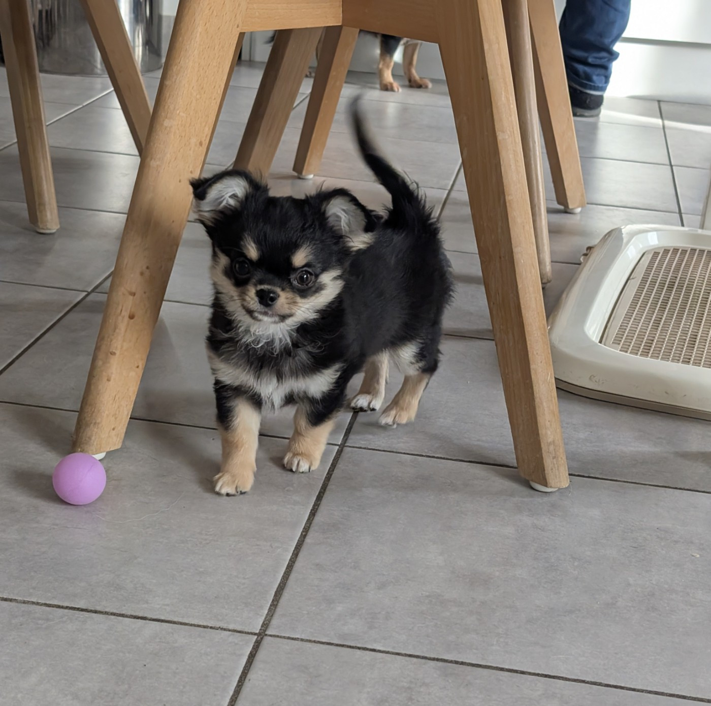 World's Of Monstera - Chiots disponibles - Chihuahua