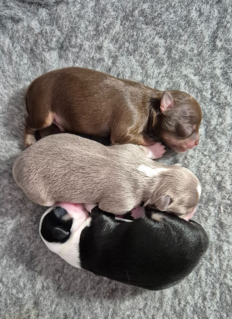 World's Of Monstera - Chiots disponibles - Chihuahua