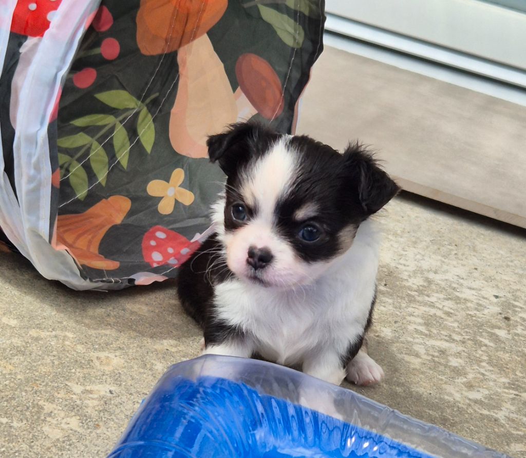 World's Of Monstera - Chiots disponibles - Chihuahua